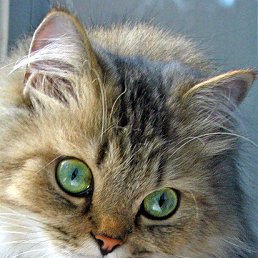 ���, ������, 61 ���