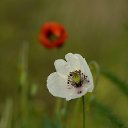  , --, 44  -  20  2016    - 2015