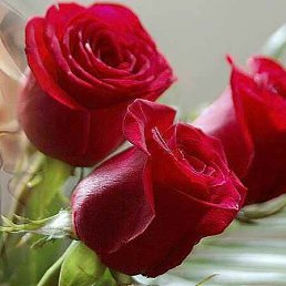 ���� ������, �����, 39 ��� - ��������� 24 ������� 2016