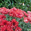  , , 60  -  11  2016    - 2016