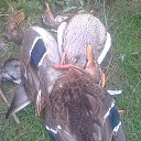 ���� ���������, ����, 55 ��� - ��������� 26 ������� 2017 � ������ ���� ����������