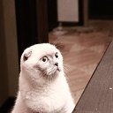 ���� �������, �����������, 34 ���� - ��������� 2 ����� 2017