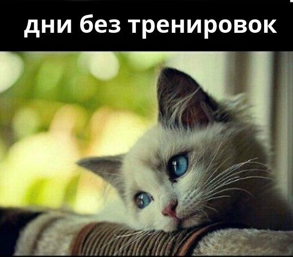 SportFeed - 25  2016  09:49