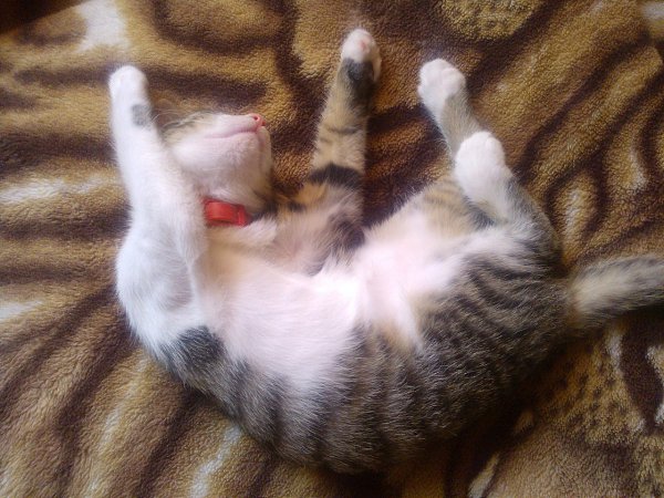 #Безкота_Добро.В начале июня этого года, проснувшись утром, я услышала негромкое мяуканье за окном, ... - 5