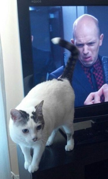 10 фотографий котов, сделанных в самый нужный момент. - 7