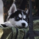 ���� �����, ����������� - ��������� 7 ������� 2017 � ������ ���� ����������