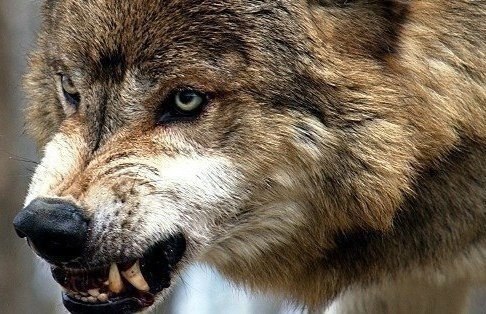 Дерзость - это не грубость, а четкая формулировка истины, лишенная лицемерия.