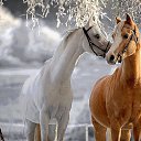���� Waleri, �������, 74 ���� - ��������� 23 �������� 2016