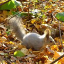 ���� Nn, ���������, 52 ���� - ��������� 16 ������� 2016 � ������ ���� ����������