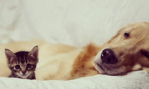 ���������� ��� ���� ������� ���������� � ������� ����. - 3