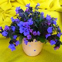 ���� �����, �������, 63 ���� - ��������� 3 ������ 2017 � ������ ���� ����������