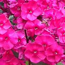 ���� Romashka, ����� - ��������� 18 �������� 2016