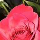 ���� ��������, �����, 42 ���� - ��������� 16 ������ 2017 � ������ ���� ����������