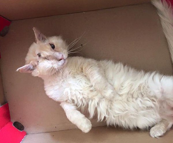 Нелюди намеренно пролили кислоту на морду доверчивого кота, который просто попросил у них еды. Кот ... - 3