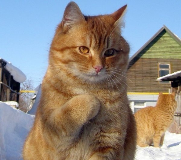 10 фотографий котов, сделанных в самый нужный момент. - 9