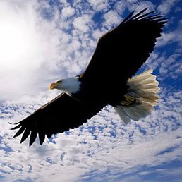 ������, ������