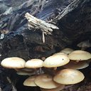  , , 50  -  29  2016    -   