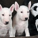 ���� �����, ���������, 37 ��� - ��������� 31 ��� 2017 � ������ ���� ����������