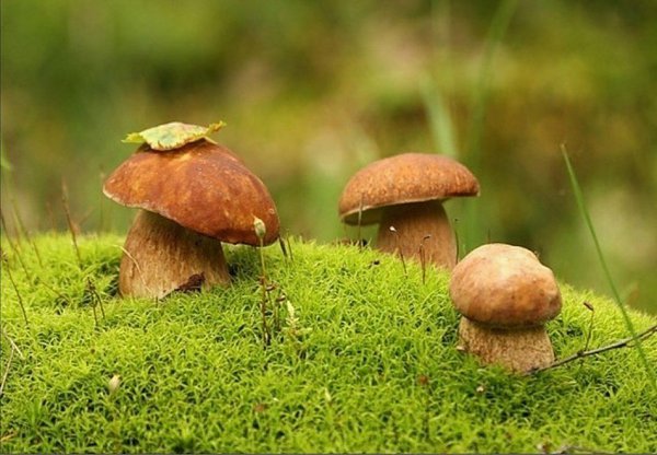 Это действительно Красота).Продолжение ниже... ЖМИ#природа #грибы #осень #лес - 4