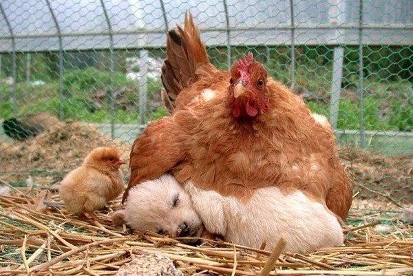 Зверушки, от вида которых у вас растает сердце :) - 2