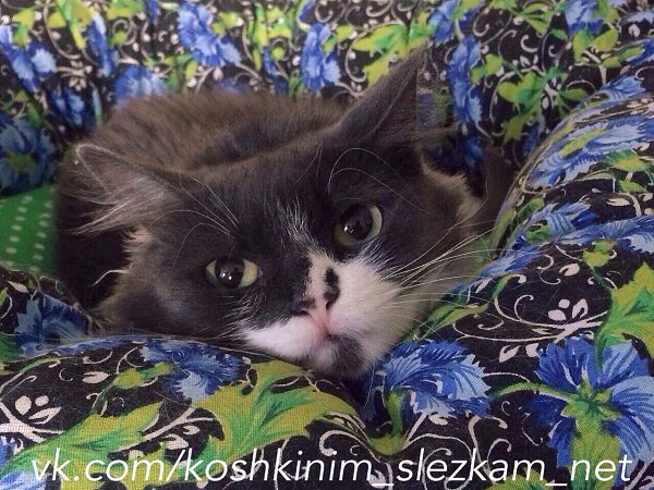 #котизм_доброта #москва@catism #волгоград@catism.Волгоград и другие города (возможность ... - 6