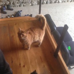 Arsen, ���������, 48 ���
