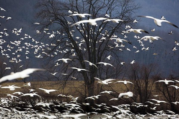 ))).Минувших лет не возвратить... Перебирая сердцем даты.. Мы сами не умели жить...А жизнь ни в чем ...
