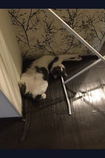 #Безкота_добро.Как то раз шёл по парковке и услышал мяуканье и увидел кота, стало жалко и забрал ... - 7