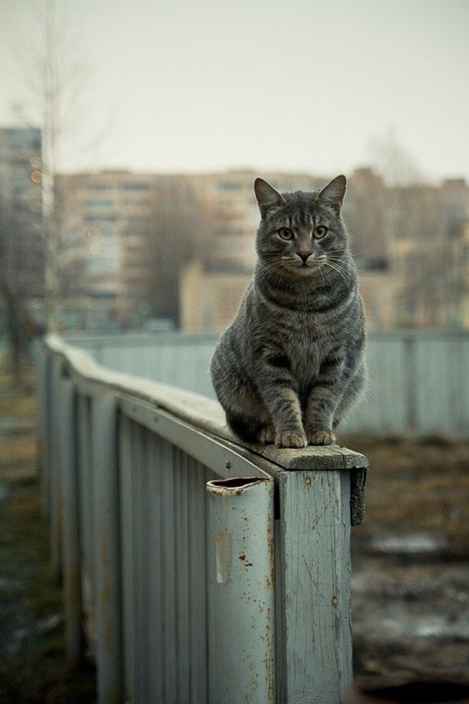 Кота тревога. Одинокий кот. Кошка на заборе. Одинокая кошка. Кот сидит на заборе.