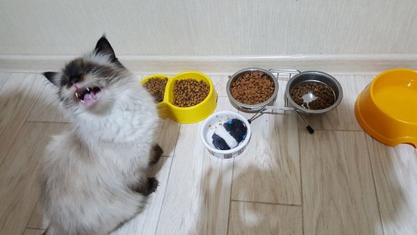Если твоя кошка считает, что у неё нет еды, тебе её не переубедить