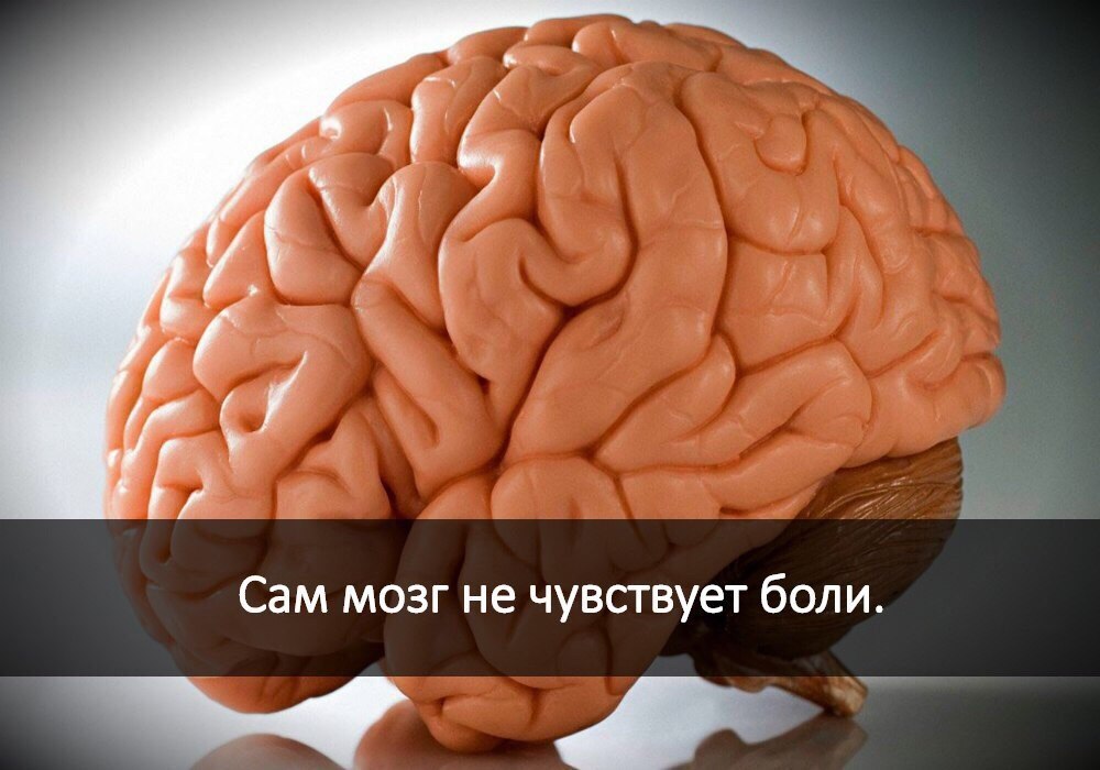 Стресс и мозг человека. Я паровозик который смог. Не чувствую мозга почему. Головной мозг интересные факты для детей. Влияние сна на мозг человека.