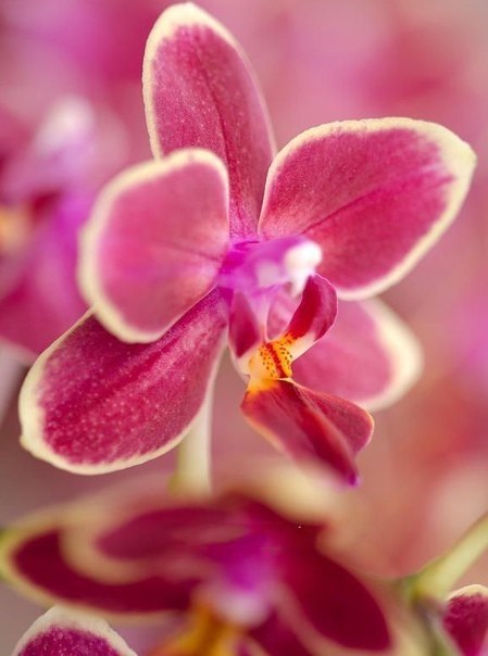 Найди покой в своей душе, всё остальное само найдёт тебя. Доброе утро! Удачной недели! :) - 6