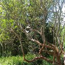  , , 60  -  17  2017      ,17.05.17.