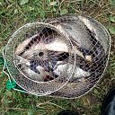 ���� Gena, ��������, 58 ��� - ��������� 1 ������� 2017 � ������ ������ ��������