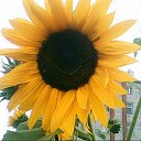 ���� &hearts; Svetlana &hearts;, ����������� - ��������� 10 ��� 2017 � ������ ����� ����.�