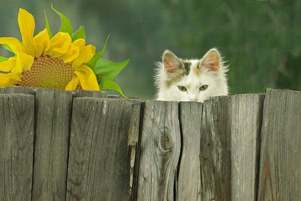 CATS OF ALL - 16  2017  00:30