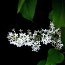 ���� Vassa, ���� - ��������� 21 ��� 2017 � ������ ������ ��������