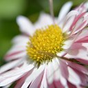 ���� ���������, ���� - ��������� 17 ��� 2017 � ������ ���� ������ ����� ������