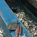 ���� ����� �������, ������-��-����, 49 ��� - ��������� 12 ������ 2017 � ������ ���� ����������