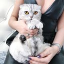 ���� �������, �����-���������, 34 ���� - ��������� 20 ������� 2017 � ������ ������ ��������