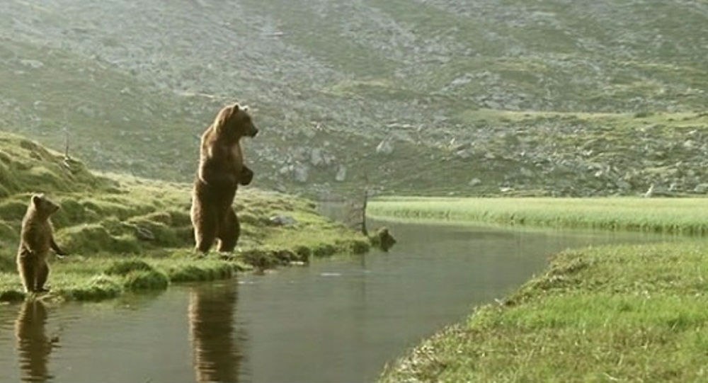  / L'ours / The Bear / -  / 1988. , 1885 .  ... - 2