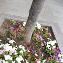  , , 60  -  6  2017   , ,06.09.17. ,...