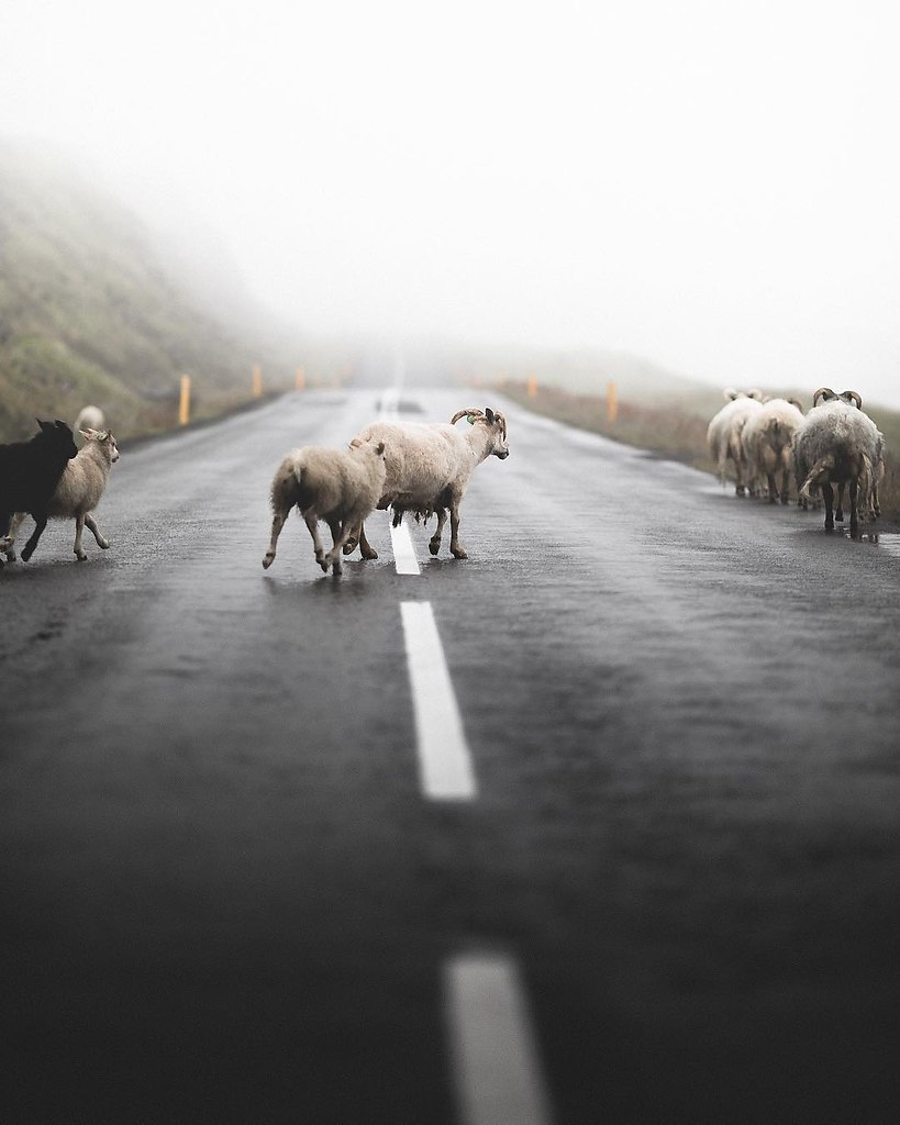 Animals of Iceland - 5
