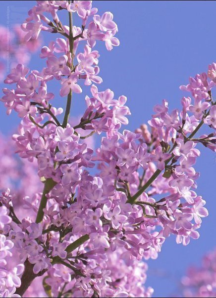 �������� �������! - 24 ��� 2017 � 16:31 - 4