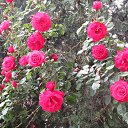 ���� ���, ����������� - ��������� 22 ��� 2017 � ������ ������ 2017�