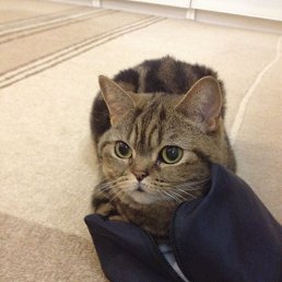 ���� ��s�............., �����-��������� - ��������� 17 �������� 2017