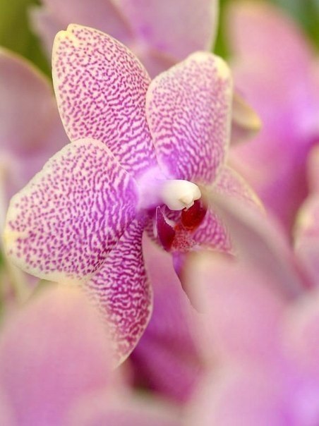 Найди покой в своей душе, всё остальное само найдёт тебя. Доброе утро! Удачной недели! :) - 4