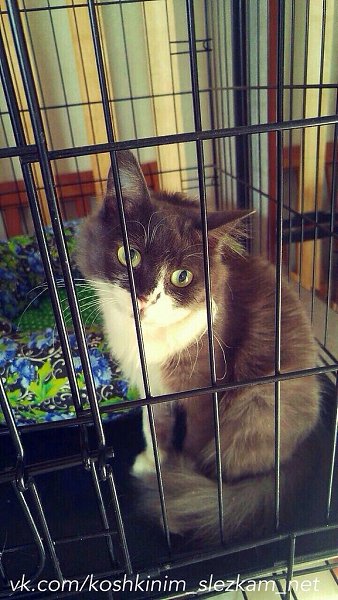 #котизм_доброта #москва@catism #волгоград@catism.Волгоград и другие города (возможность ... - 3
