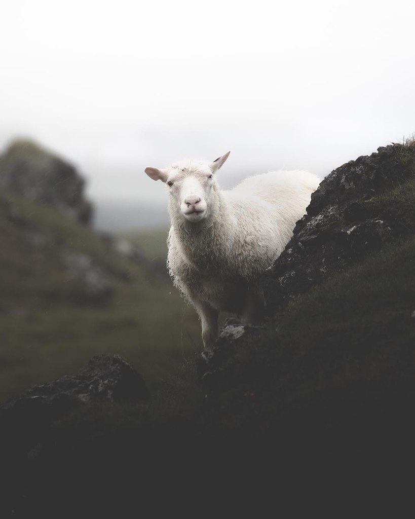 Animals of Iceland - 4