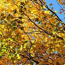  , , 60  -  16  2017        ,,14.10.17.